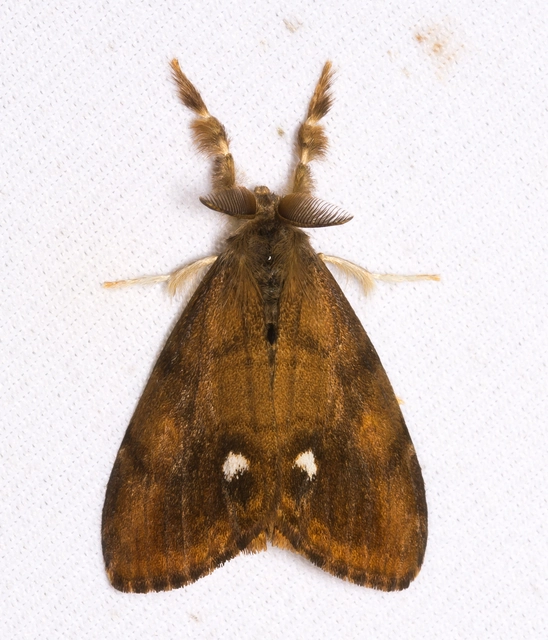 Orgyia antiqua - rozsdabarna kisszövő