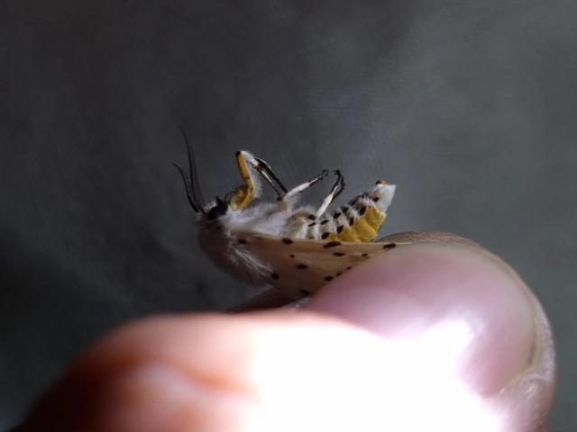 Spilosoma lubricipedum - tejszínű medvelepke