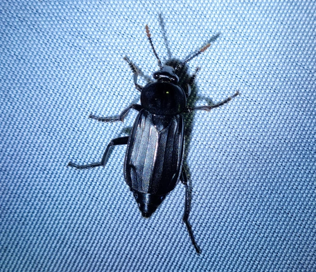 Necrodes littoralis - nagy dögbogár