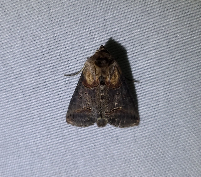 Abrostola triplasia - közönséges csalánbagoly