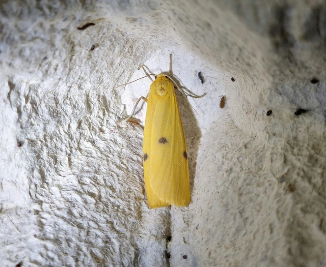 Lithosia quadra - négypettyes zuzmószövő