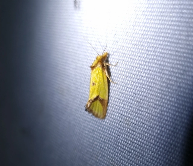 Agapeta zoegana - barnacsíkos sárgamoly