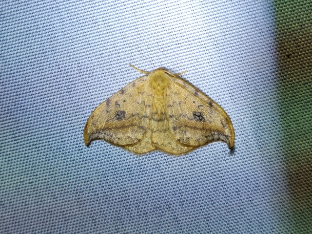 Drepana falcataria - nyárfa-sarlósszövő