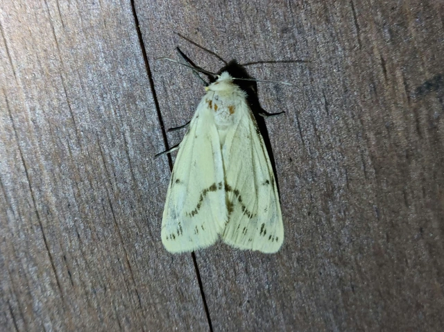 Spilarctia lutea - sárgás medvelepke