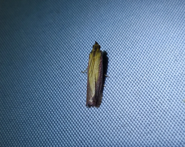 Oncocera semirubella - lucernamoly