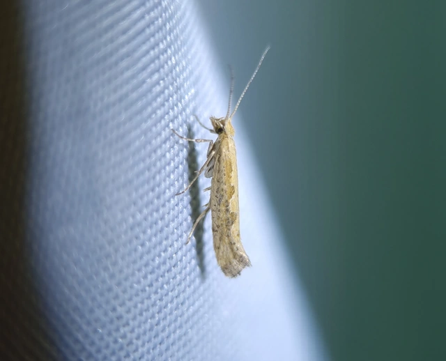 Plutella xylostella - káposztamoly