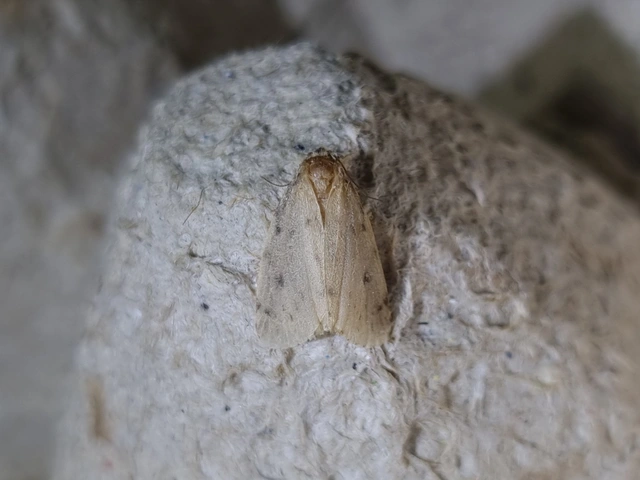 Thumata senex - mocsári medvelepke