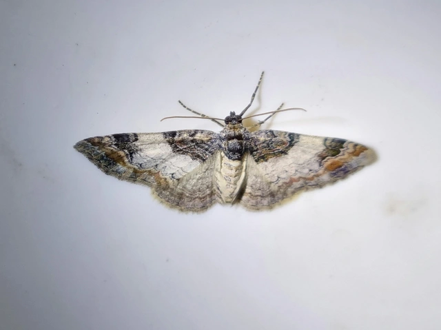 Catarhoe cuculata - csuklyás tarkaaraszoló