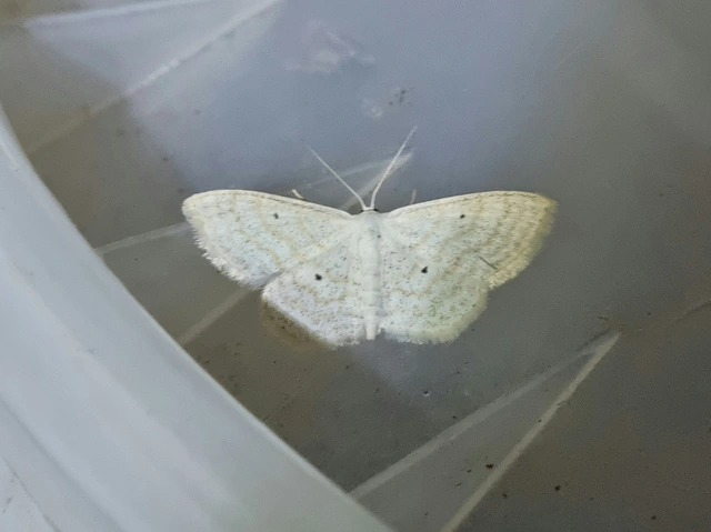 Scopula immutata - réti fehéraraszoló