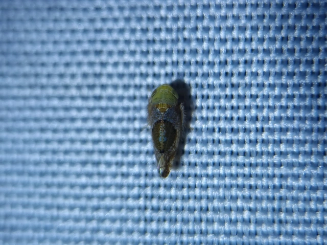 Hishimonus hamatus