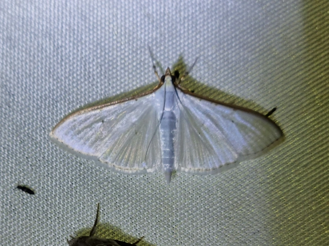 Palpita vitrealis - hófehér tűzmoly