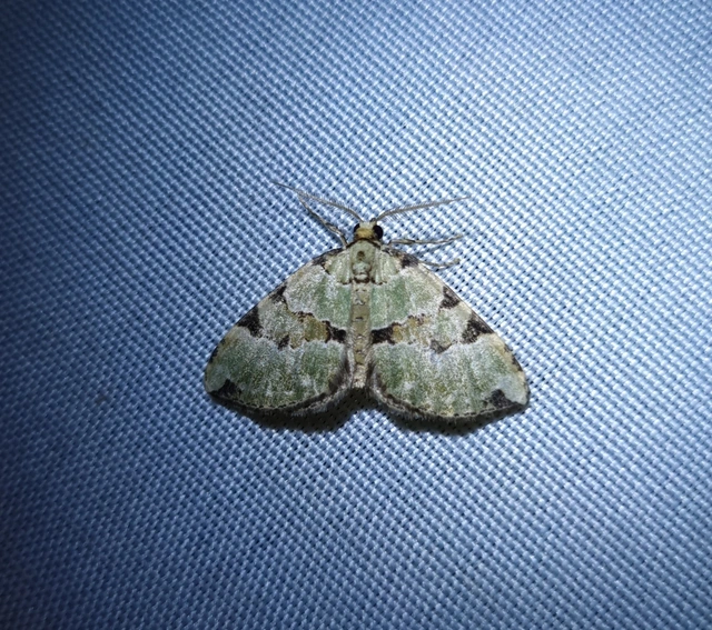 Colostygia pectinataria - zöld levélaraszoló