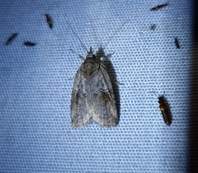 Nycteola asiatica - nyárfa-trapézbagoly