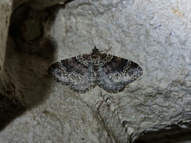 Xanthorhoe spadicearia - sávos tarkaaraszoló