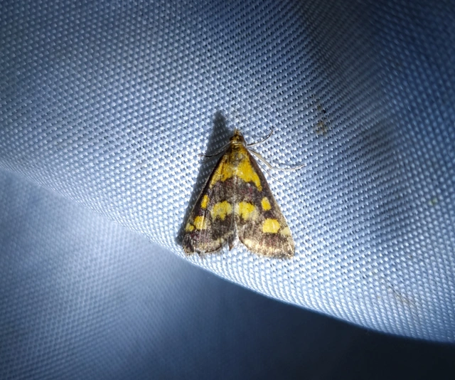 Pyrausta purpuralis - közönséges bíbormoly