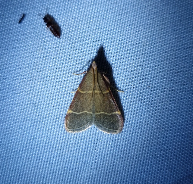 Hypsopygia glaucinalis - rezes fényilonca