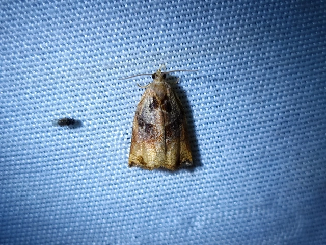 Archips podana - dudvarágó sodrómoly