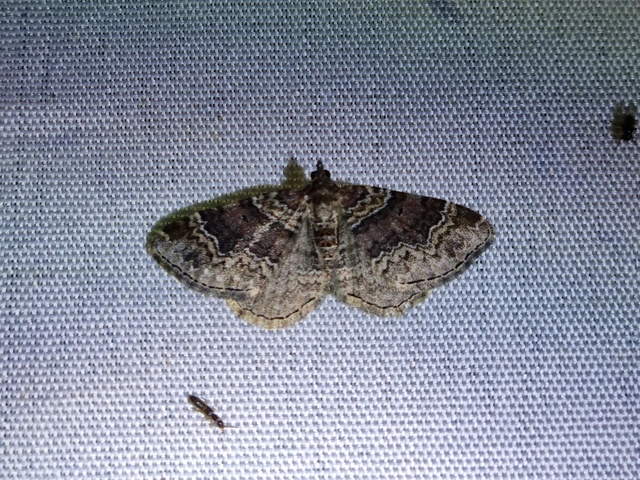 Xanthorhoe spadicearia - sávos tarkaaraszoló