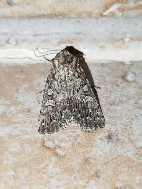Dichagyris forcipula - szürkésbarna földibagoly