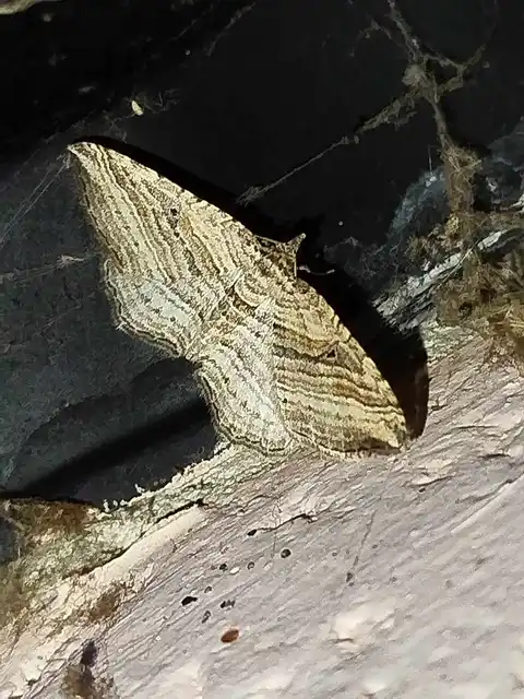 Costaconvexa polygrammata - soksávú araszoló