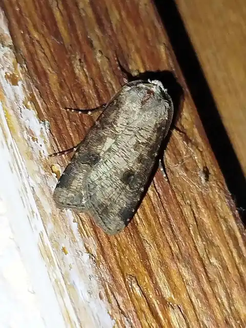 Agrotis clavis - zömök földibagoly