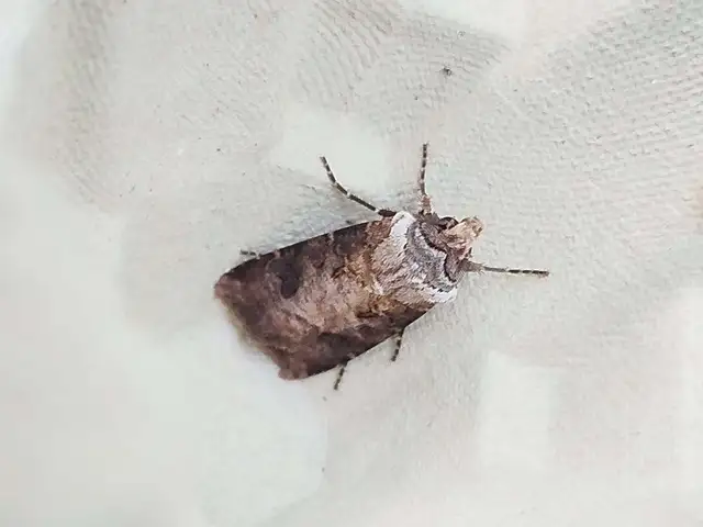 Agrotis clavis - zömök földibagoly