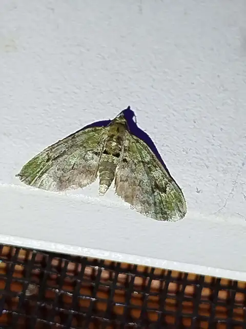 Chloroclystis v-ata - zöldes törpearaszoló