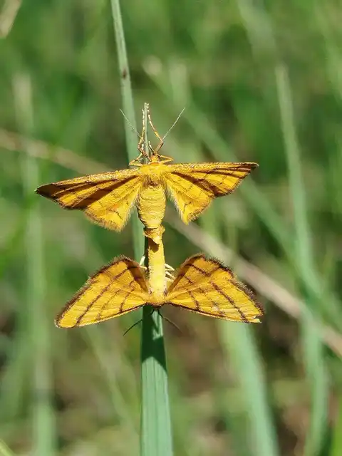 Idaea aureolaria - aranyos sávosaraszoló