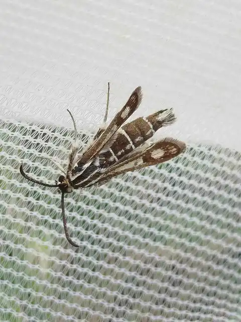 Sesiidae - szitkárfélék