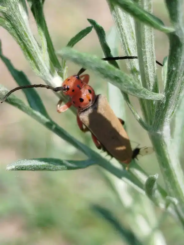 Phytoecia argus - árgusszemű cincér