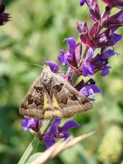 Gonospileia triquetra - kakukkfű-nappalibagoly