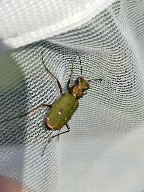 Cicindela campestris - mezei homokfutrinka