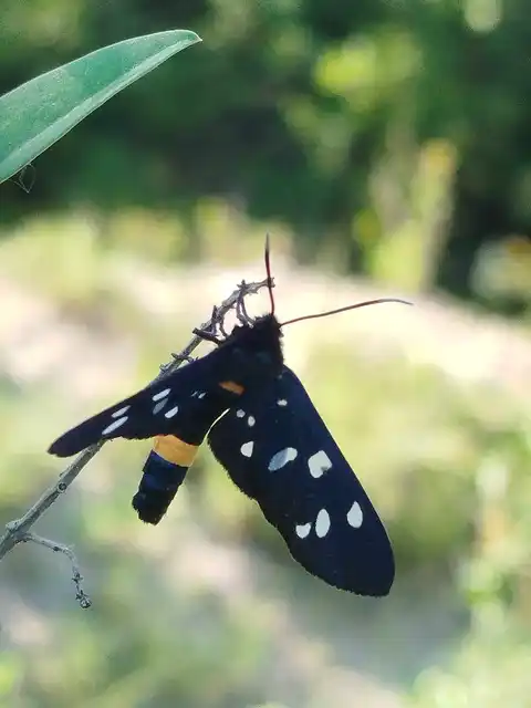 Amata phegea - fehérpettyes álcsüngőlepke
