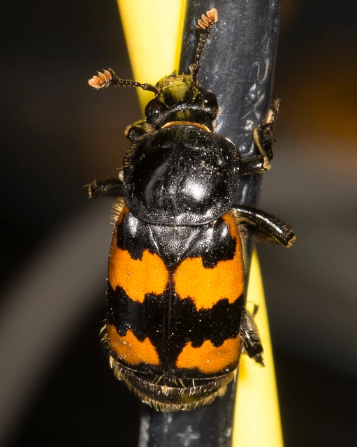 Nicrophorus interruptus - sárgaszőrű temetőbogár