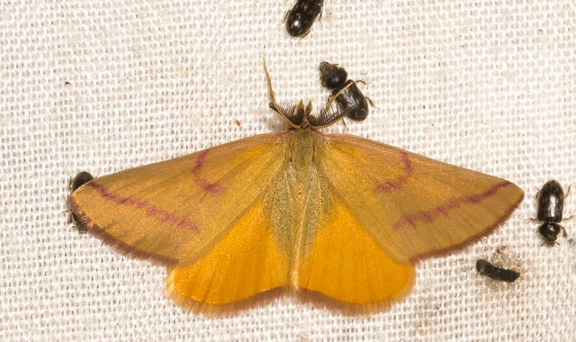 Lythria purpuraria - bíborsávos araszoló