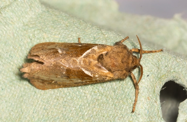 Triodia sylvina - kis gyökérrágólepke