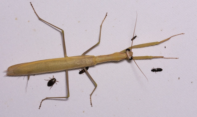 Mantis religiosa - imádkozósáska