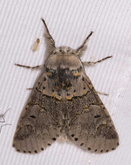 Furcula bifida - kis púposszövő