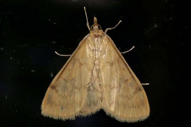 Ostrinia nubilalis - kukoricamoly
