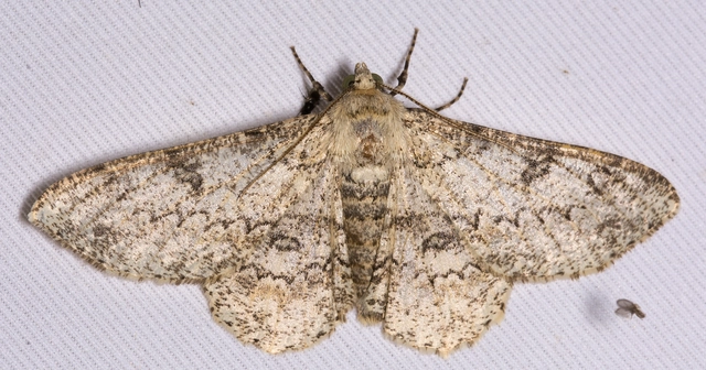 Ascotis selenaria - holdas faaraszoló