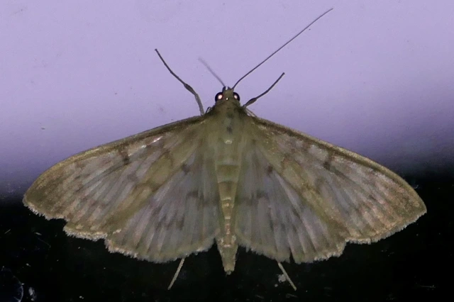 Patania ruralis - csalánevő tűzmoly