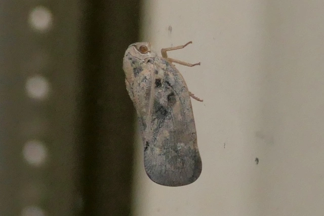 Metcalfa pruinosa - amerikai lepkekabóca