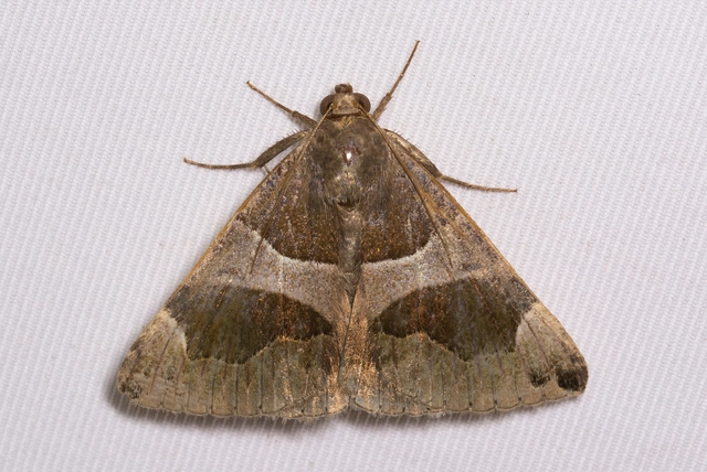 Dysgonia algira - déli porcelánbagoly