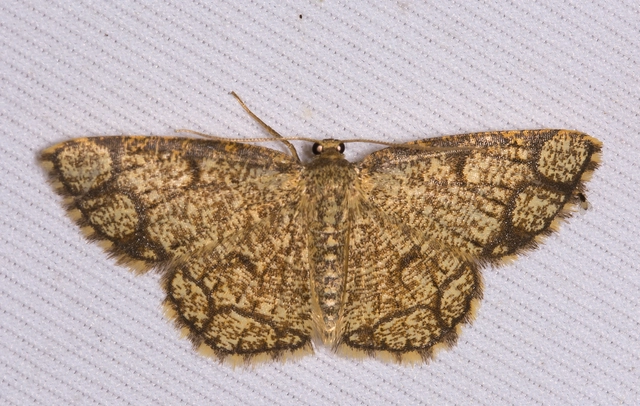 Stegania cararia - gyűrűs nyáraraszoló