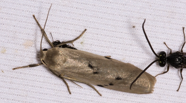 Pelosia muscerda - hamvas zuzmószövő
