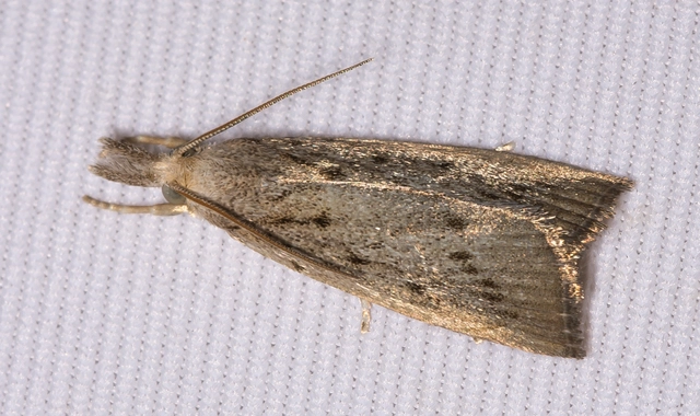 Calamotropha paludella - barna nádlevélmoly