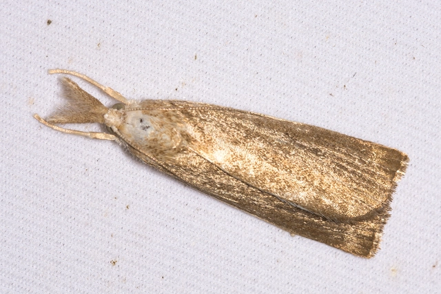 Calamotropha paludella - barna nádlevélmoly