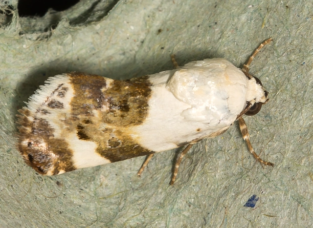Acontia lucida - fehér nappalibagoly