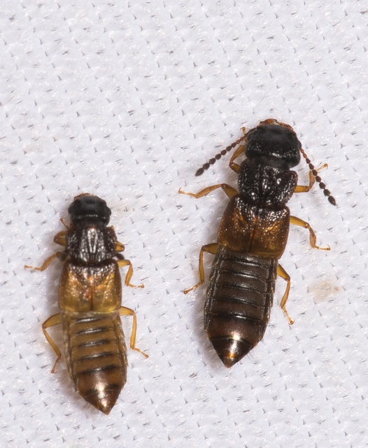 Anotylus rugosus - rovátkáshátú korhóholyva Anotylus rugosus - rovátkáshátú korhóholyva