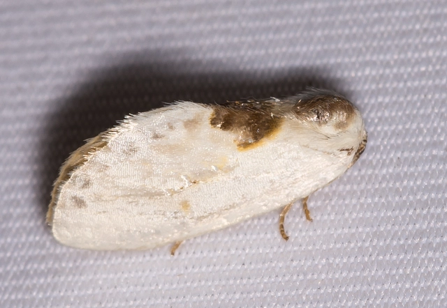 Cilix glaucata - törpe sarlósszövő